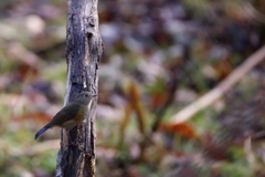 ルリビタキ♀