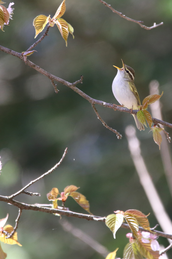 センダイムシクイ　囀り