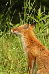 キタキツネ