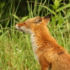 キタキツネ