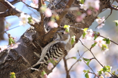 桜コゲラ