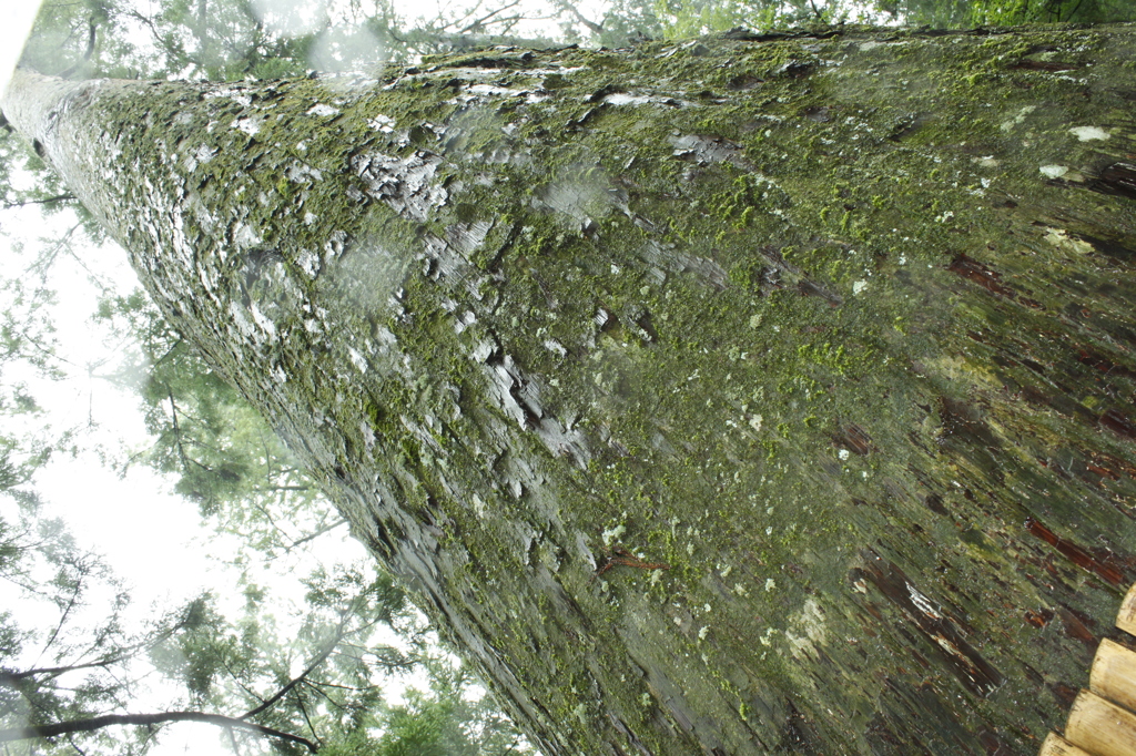 雨の日の木 by rockfly (ID:3538937) - 写真共有サイト:PHOTOHITO