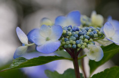 萼紫陽花（がくあじさい）　１