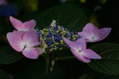 萼紫陽花（がくあじさい）　２