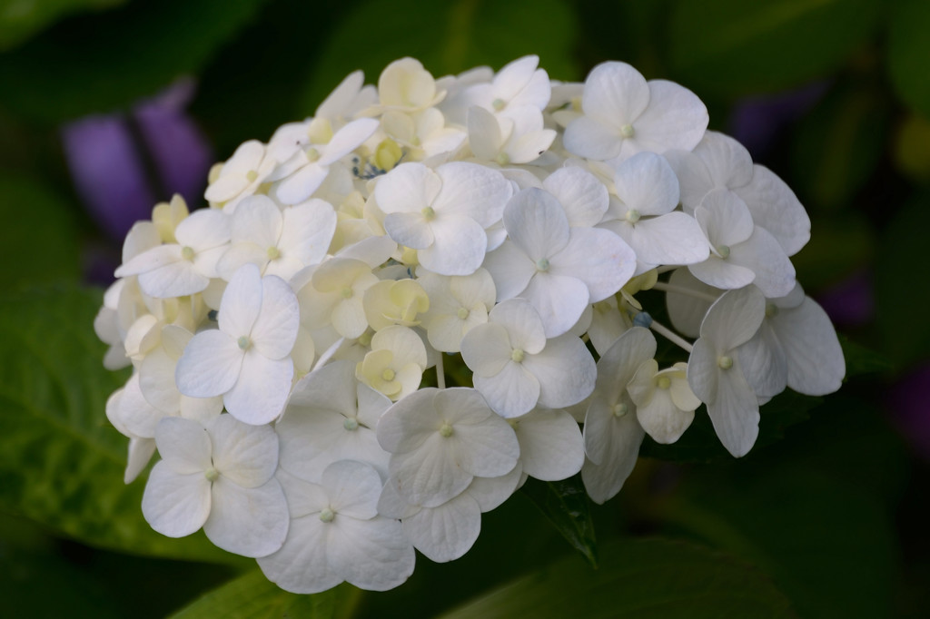 紫陽花　３