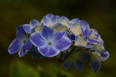 紫陽花　２