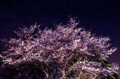 夜桜