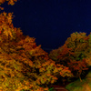 秋夜の散歩道