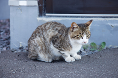 野良猫