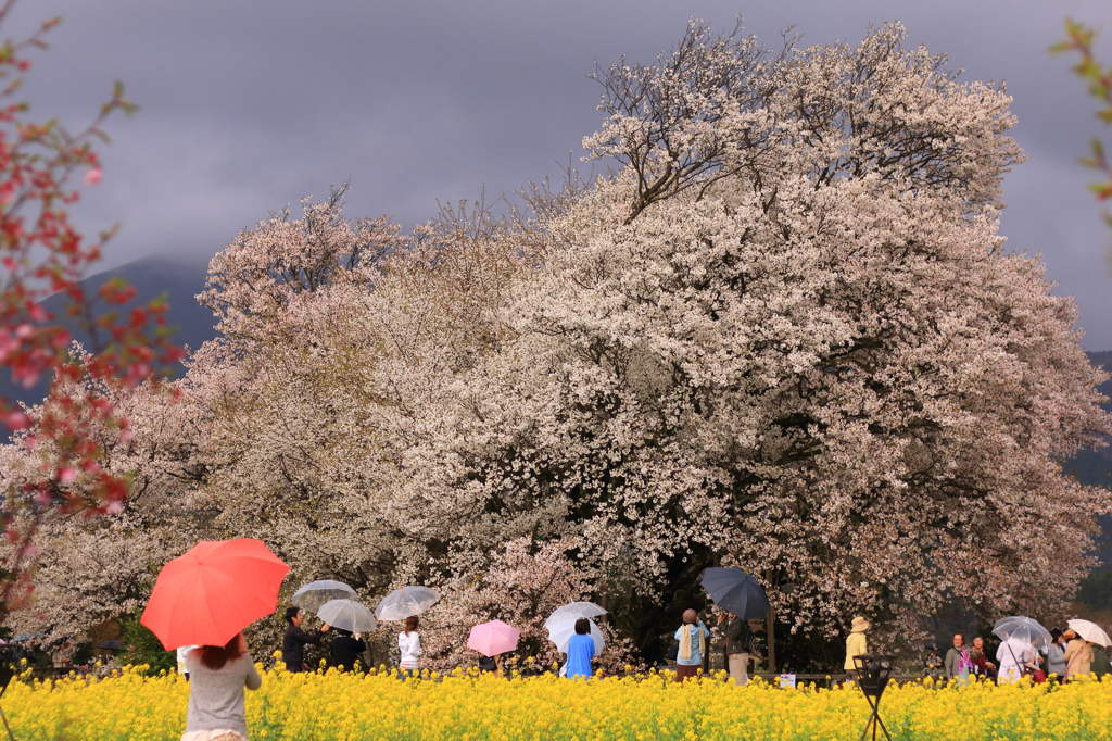 一心行の大桜1