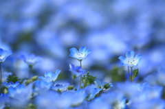 空色の花　