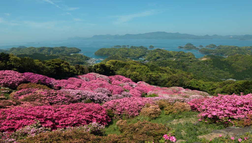 海と躑躅1