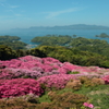 海と躑躅1