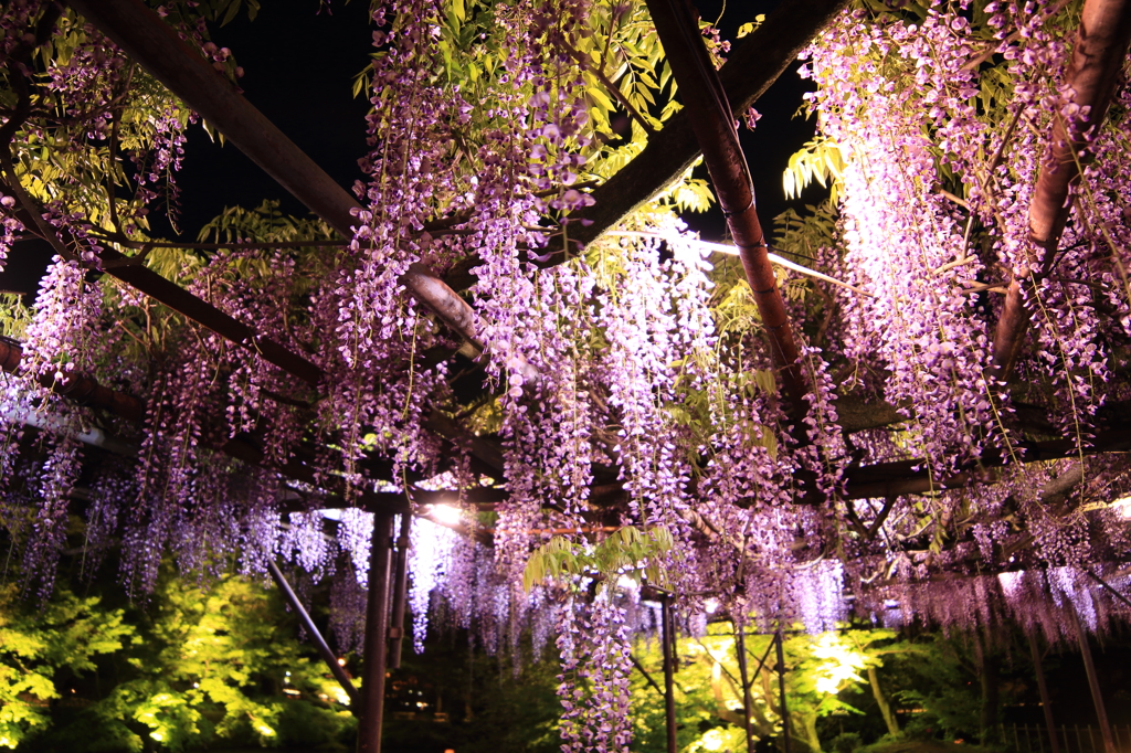 香り立つ花