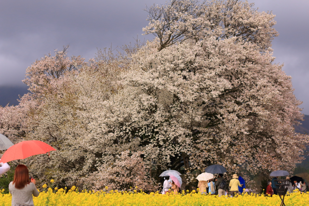一心行の大桜2
