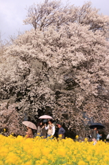 一心行の大桜3