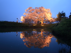 浅井の一本桜2