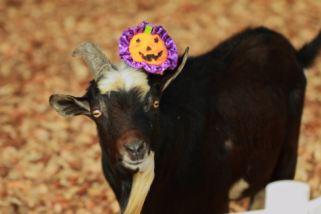 Halloween (Goat)