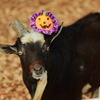 Halloween (Goat)