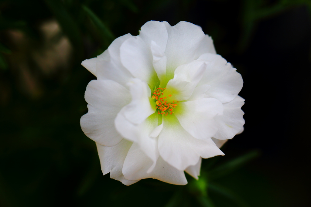White petal