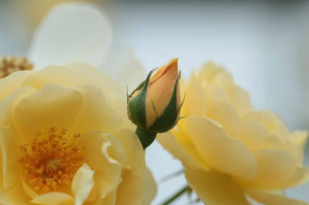 蕾1