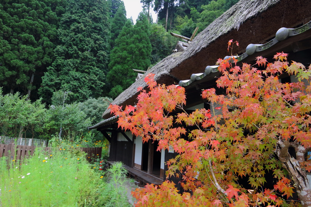 秋の庭と茅葺屋根の家
