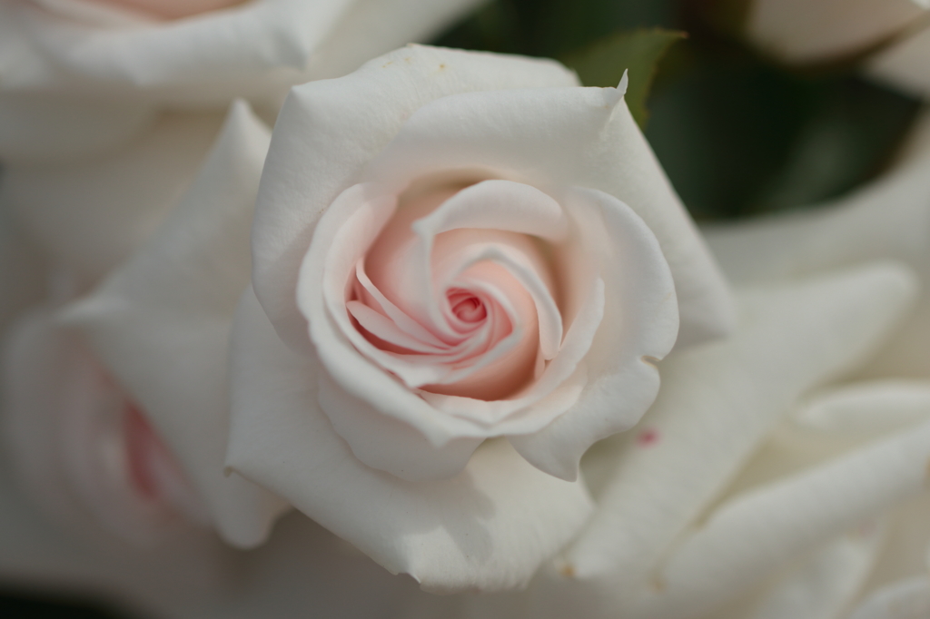 White Rose