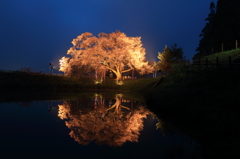 浅井の一本桜