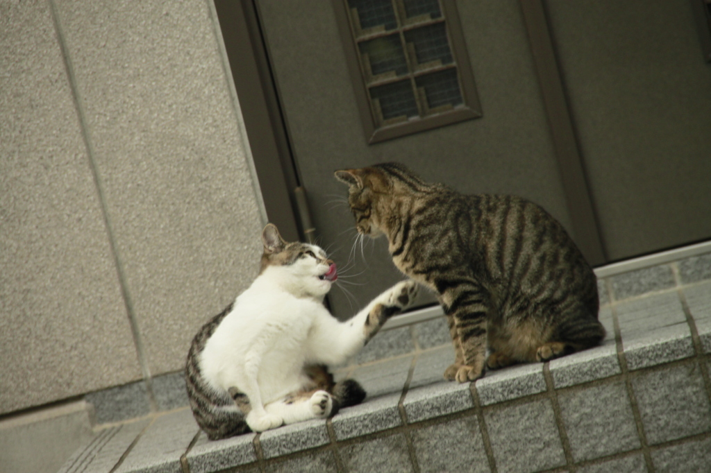 タイマンはりましょ