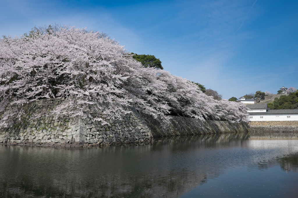 溢れる桜