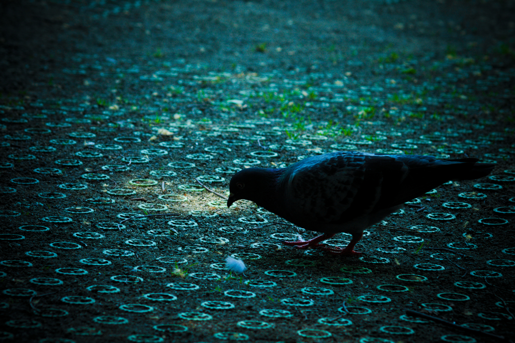 公園の鳩