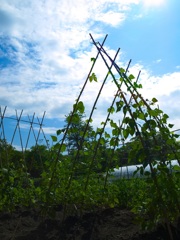夏の願い