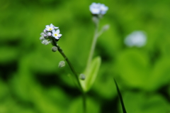 花は本当に詳しくなくて