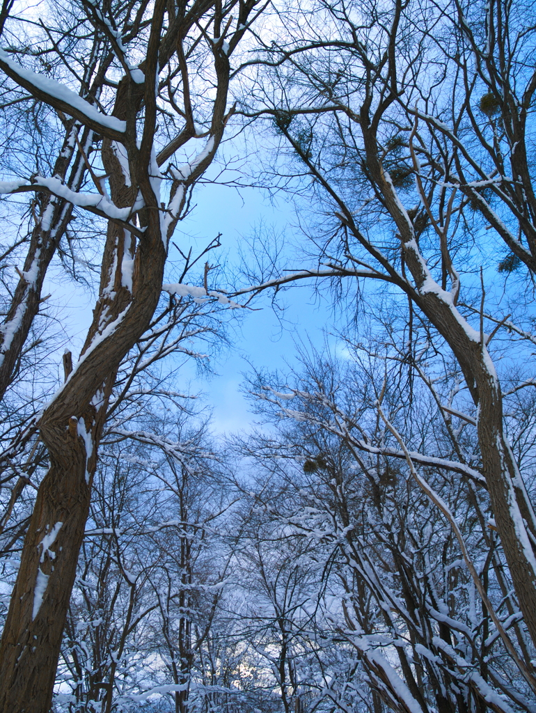 冬の空～木と雪のある景色