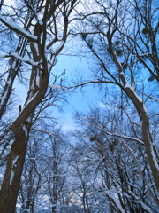 冬の空～木と雪のある景色