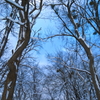 冬の空～木と雪のある景色