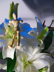 枕花