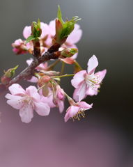 河津桜