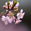 河津桜