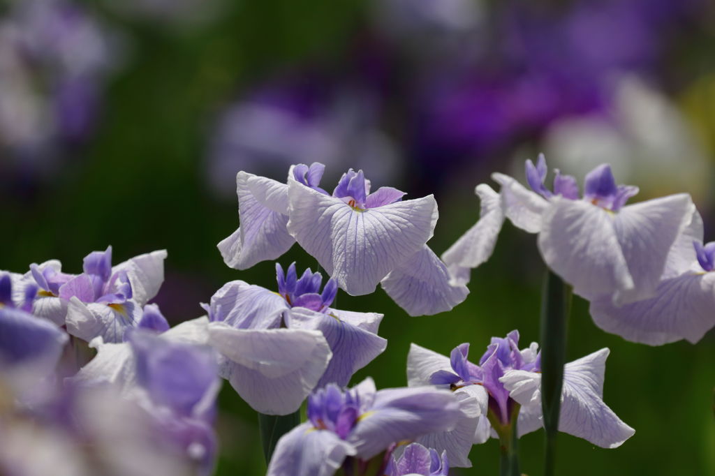 花菖蒲　その２