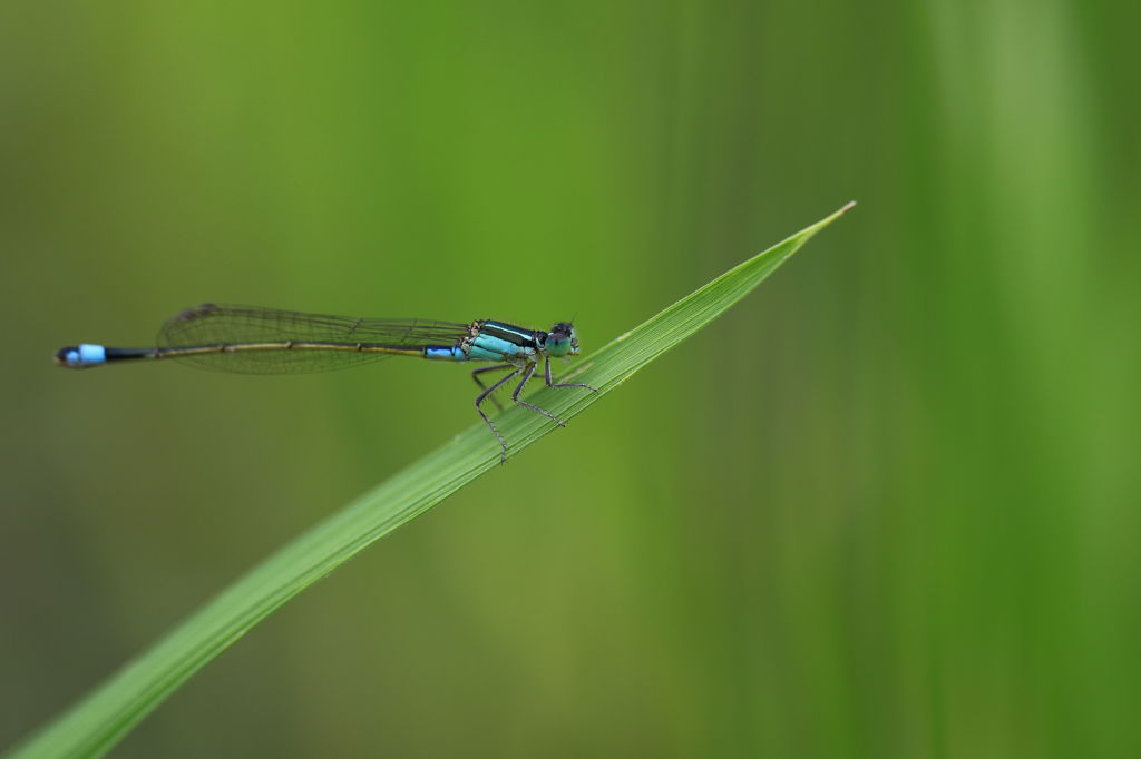 イトトンボ 青 By Kazu10 Id 写真共有サイト Photohito