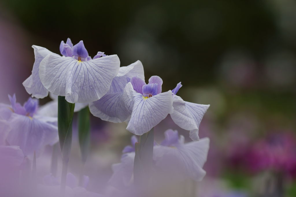 花菖蒲
