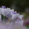 花菖蒲