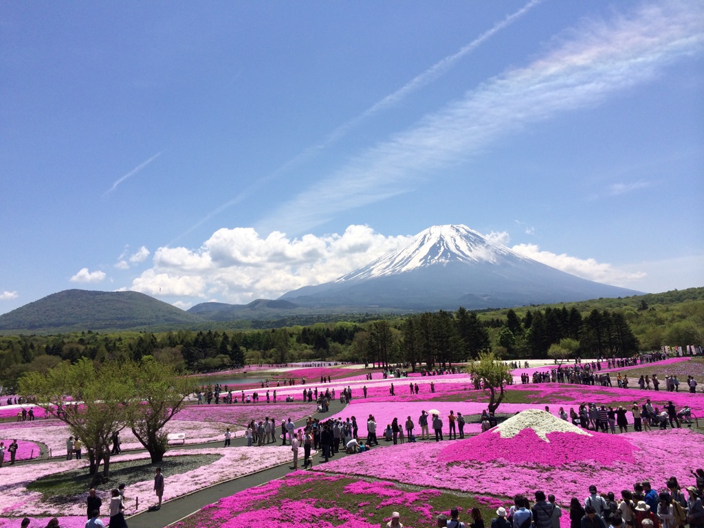 芝桜富士山