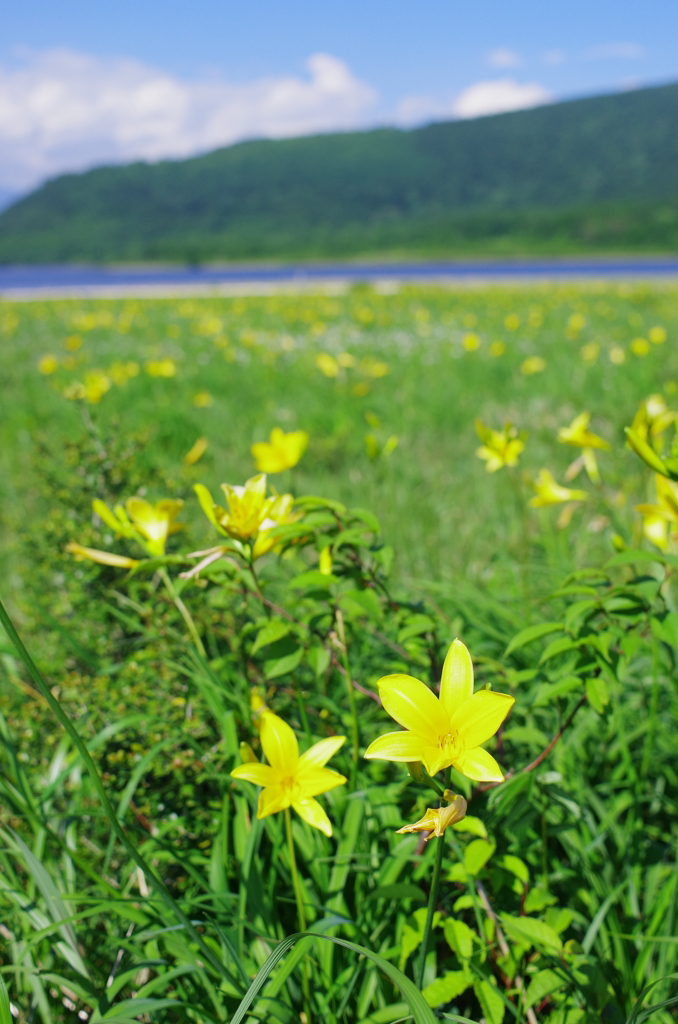 雄国沼のお花