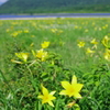雄国沼のお花