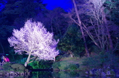 兼六園の夜桜　その２