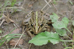 トノサマガエル