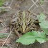 トノサマガエル