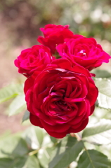 赤いバラ